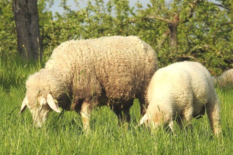 La Ville va étendre l’écopâturage à Cointe, la Chartreuse et Fayenbois