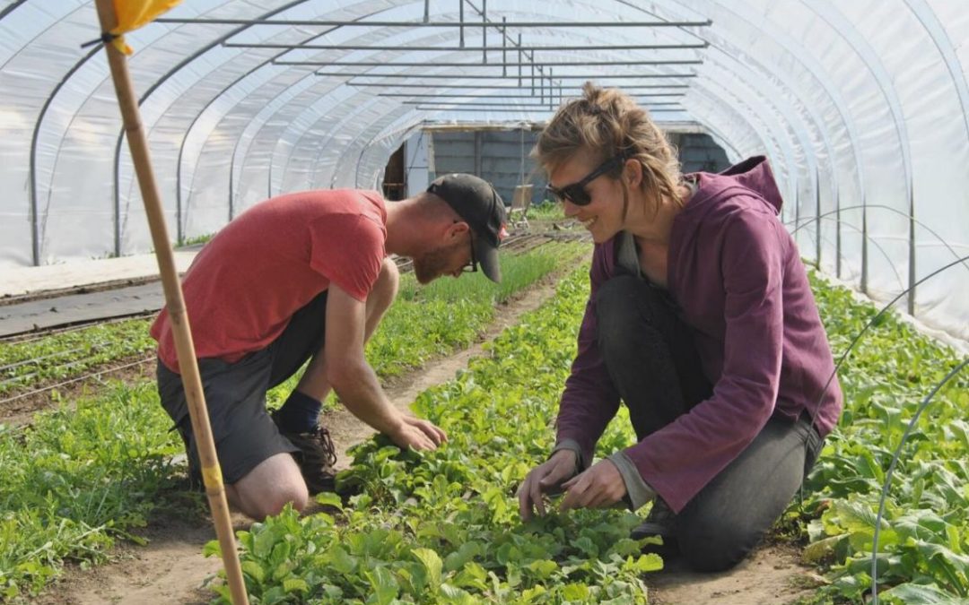 Deux jeunes maraîchers se lancent dans l’agriculture de proximité à Sainte-Walburge