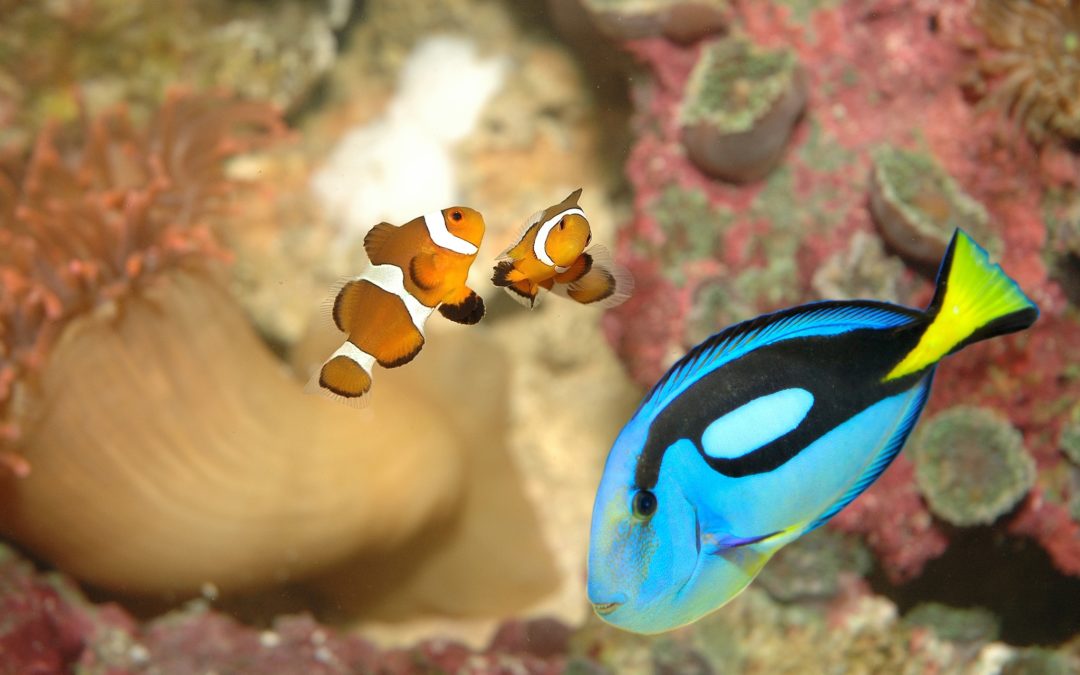 L’aquarium de Liège ferme ses portes plusieurs semaines