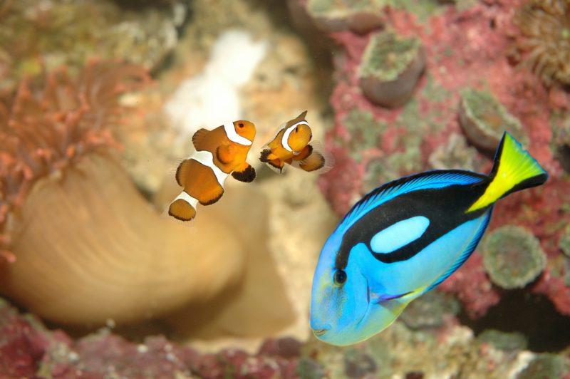 L’aquarium de Liège ferme ses portes plusieurs semaines