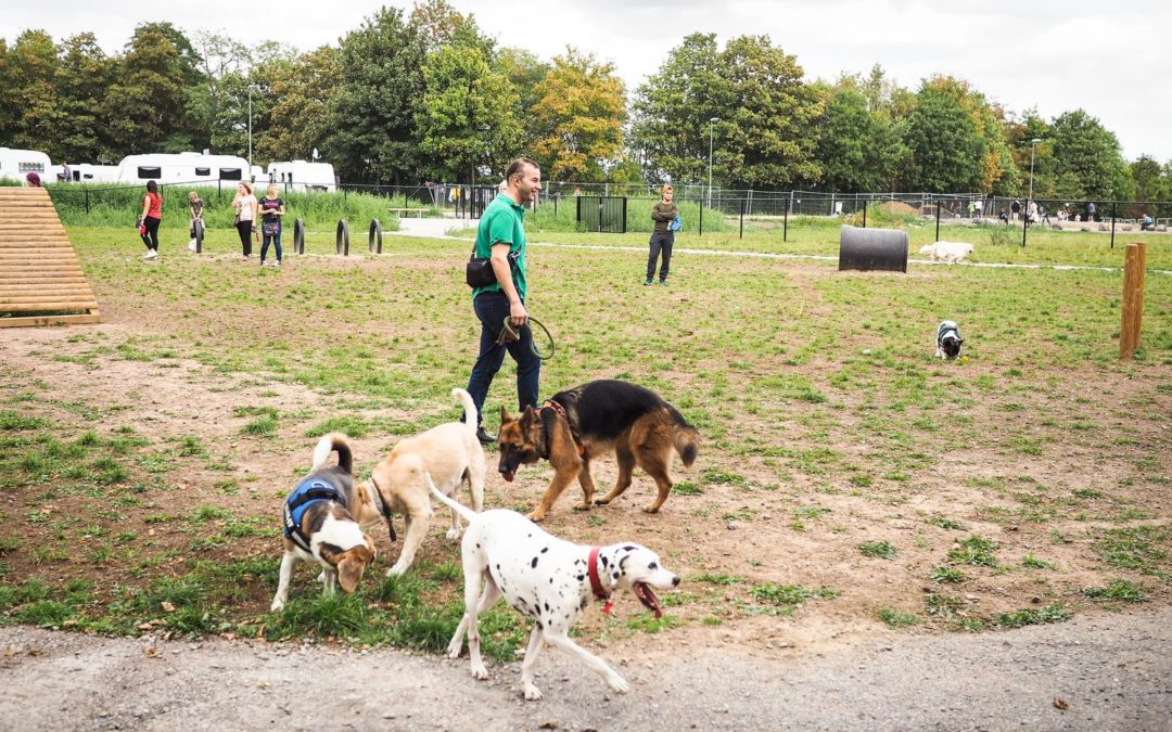 Les chiens sont déjà wouf du premier parc canin liégeois de Cointe