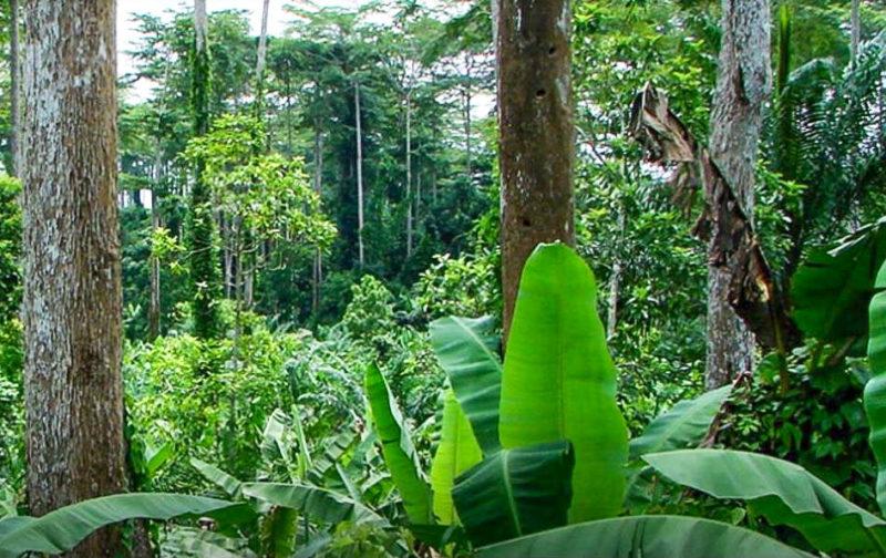 L’université va planter un arbre pour chaque nouvel étudiant inscrit mais pas au Sart-Tilman