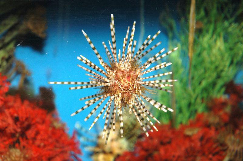 L’Aquarium a rouvert