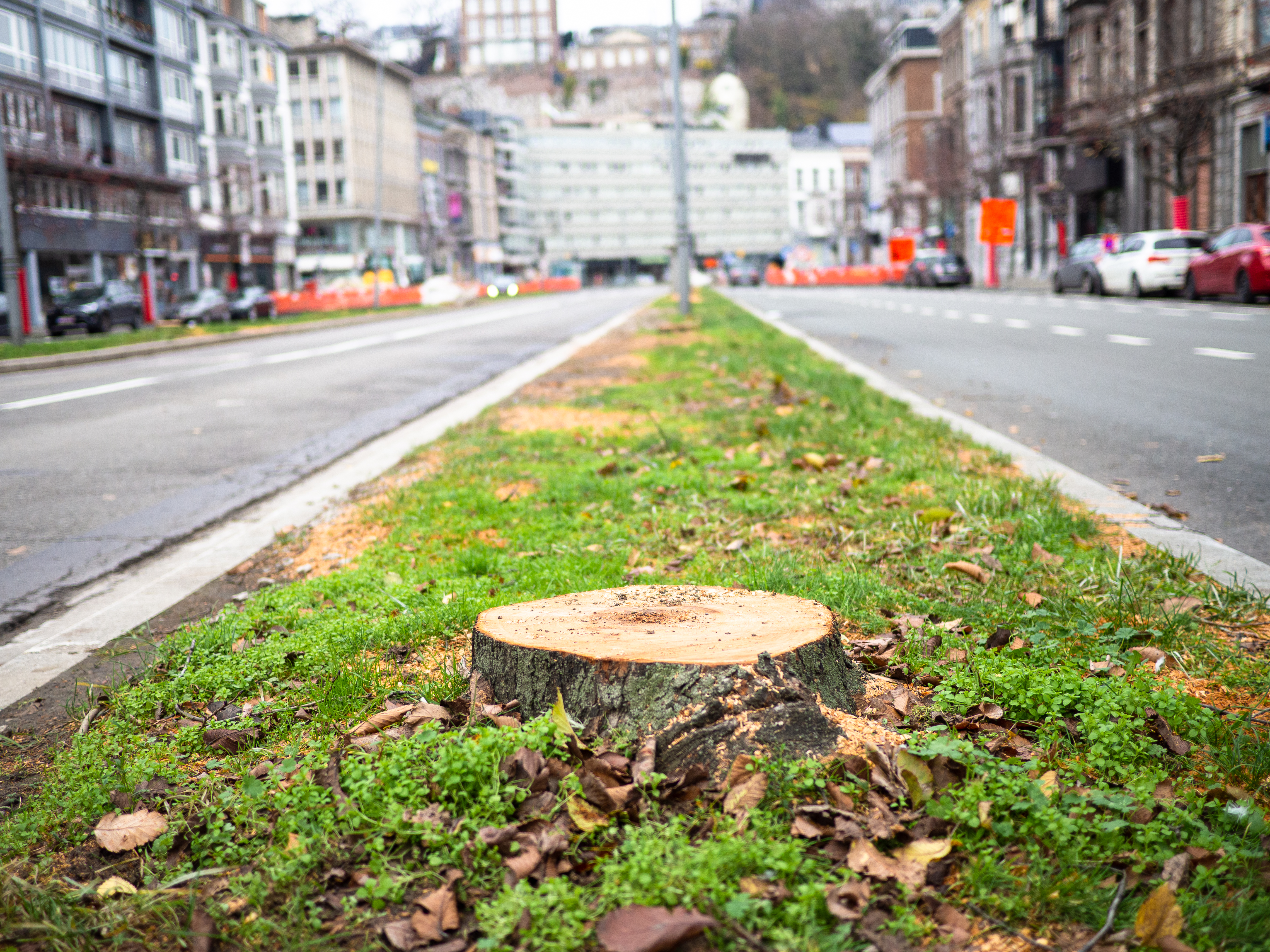 Des dizaines d’arbres encore abattus pour laisser passer le tram: bd de la Sauvenière, Guillemins,…