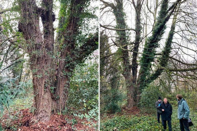 La plus gros arbre de Liège se trouve à Grivegnée et fait plus de 8m de circonférence