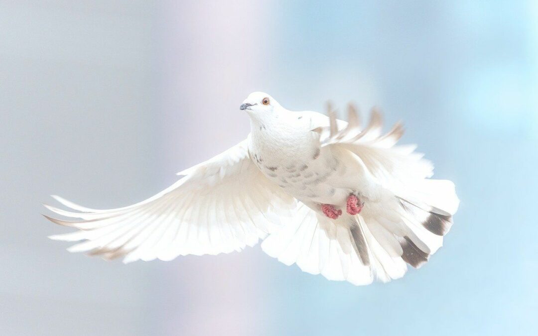 Les lâchers de colombes et de rapaces désormais interdits à Liège