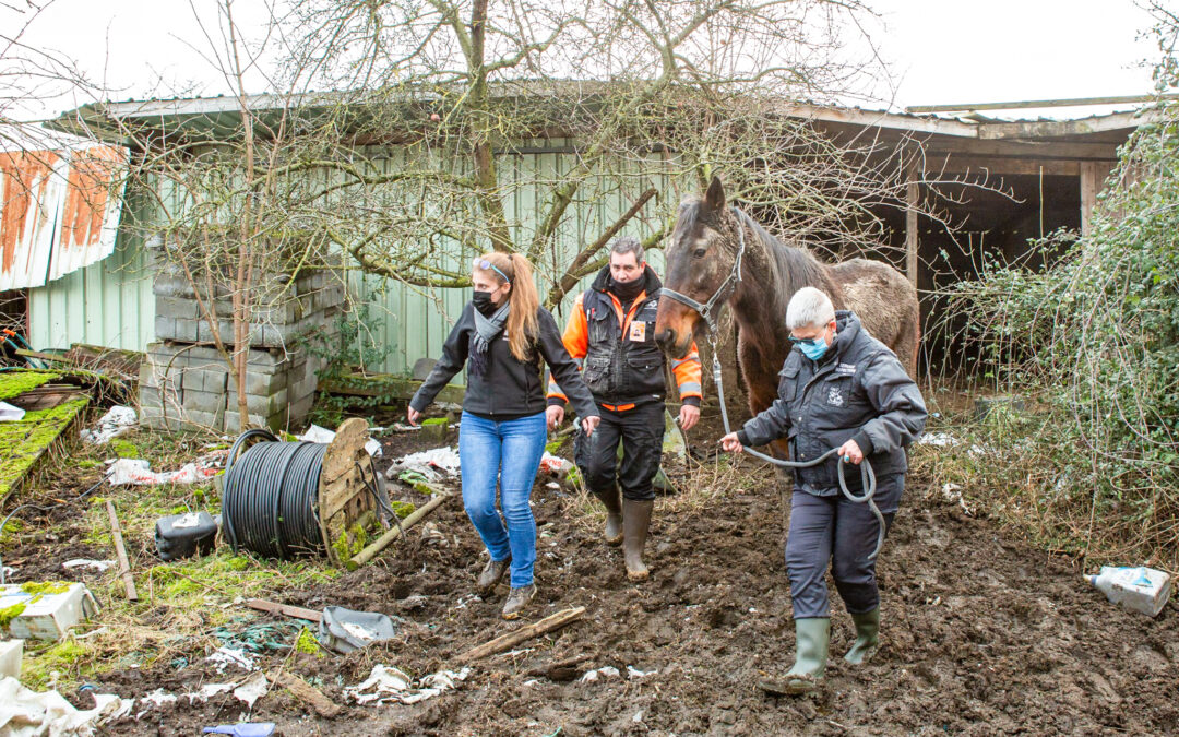 Trois chevaux sauvés de conditions de vie déplorables grâce au réseau de bien-être animal liégeois