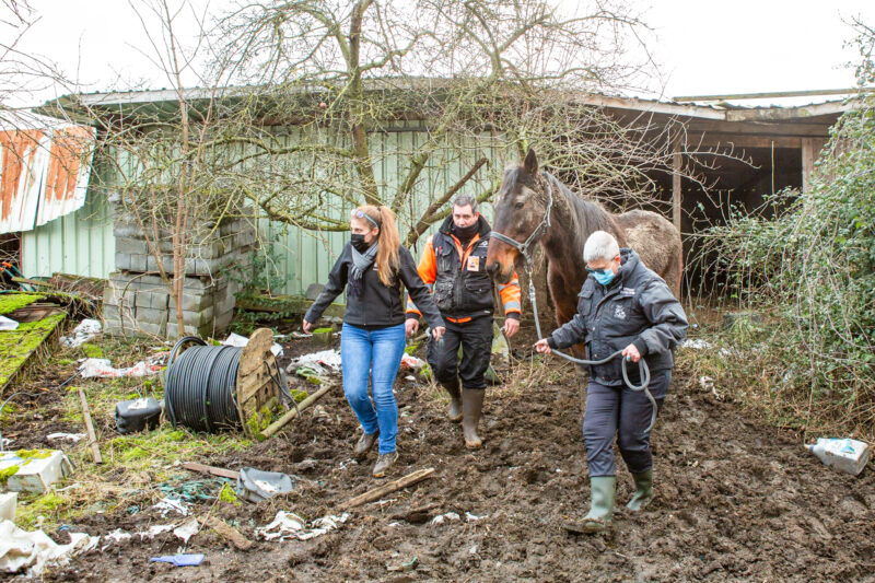 Trois chevaux sauvés de conditions de vie déplorables grâce au réseau de bien-être animal liégeois
