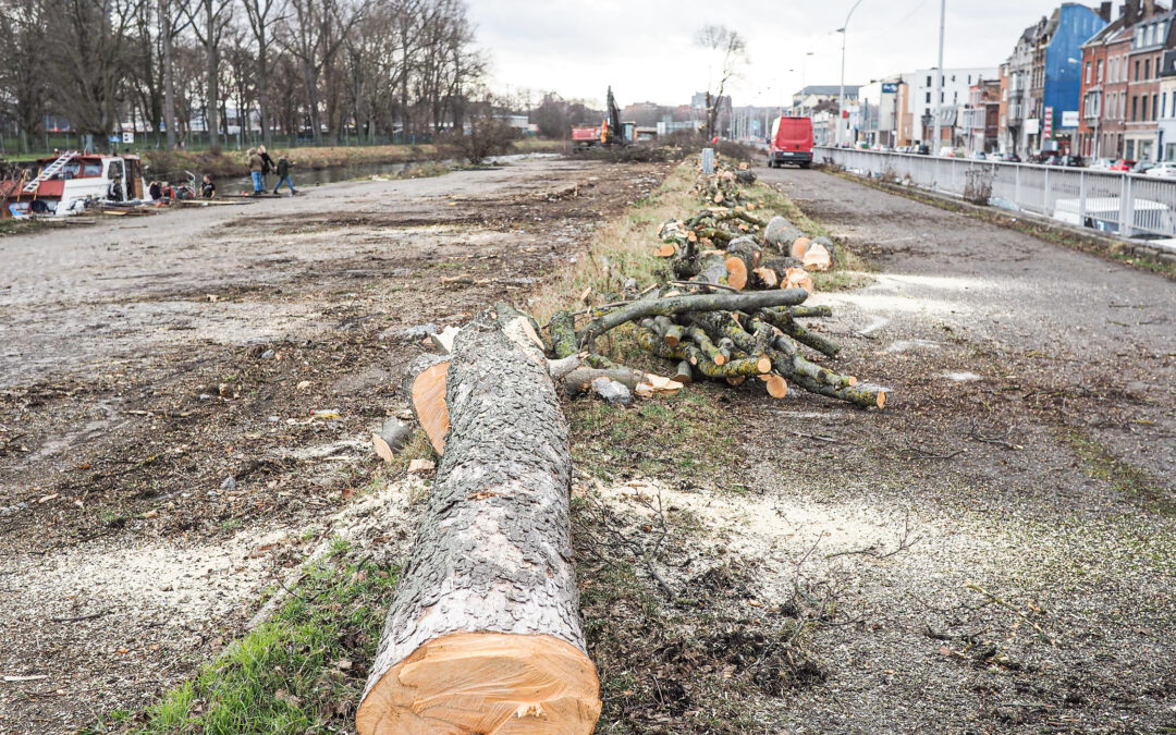 27 arbres abattus pour pouvoir construire le nouvel éco-quartier de Coronmeuse