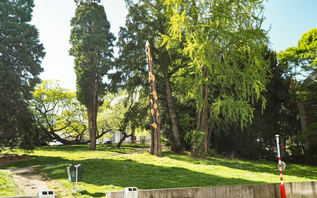 Les cheminements du parc du Jardin Botanique vont être refaits