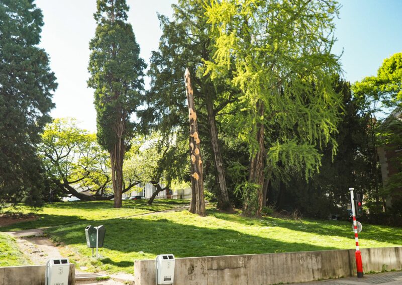 Les cheminements du parc du Jardin Botanique vont être refaits