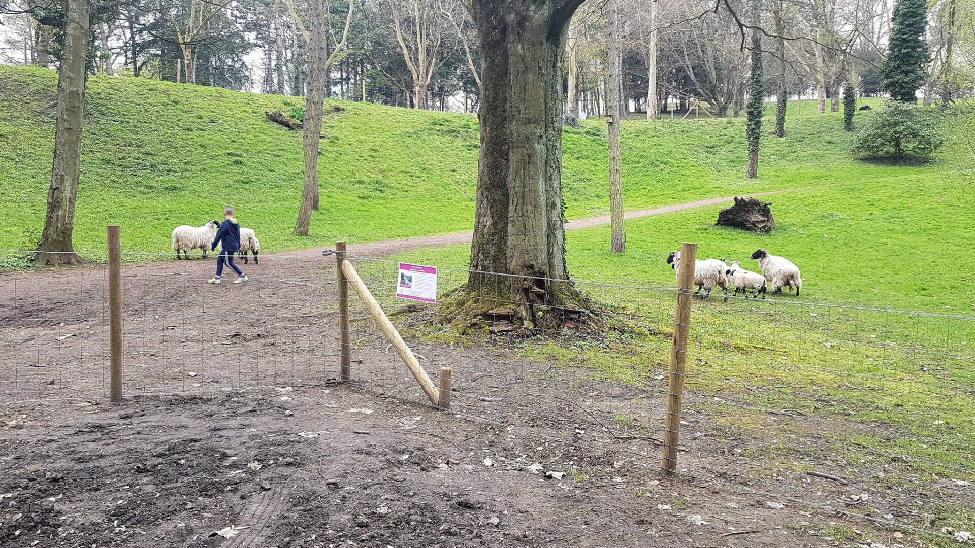 Les moutons obligés de quitter leur lieu d’éco-pâturage à Cointe