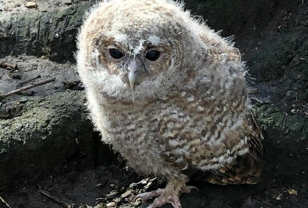 Une petite chouette tombée de son nid dans les bois du Sart-Tilman a été sauvée