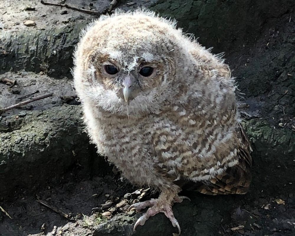 Une petite chouette tombée de son nid dans les bois du Sart-Tilman a été sauvée