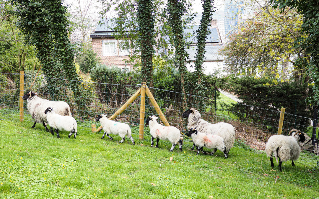 On peut maintenant se promener au milieu des moutons à côté du parc de Cointe