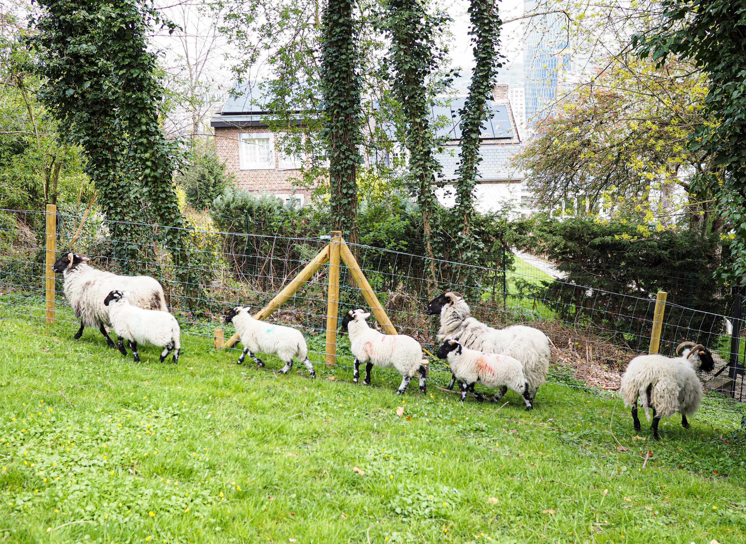 On peut maintenant se promener au milieu des moutons à côté du parc de Cointe