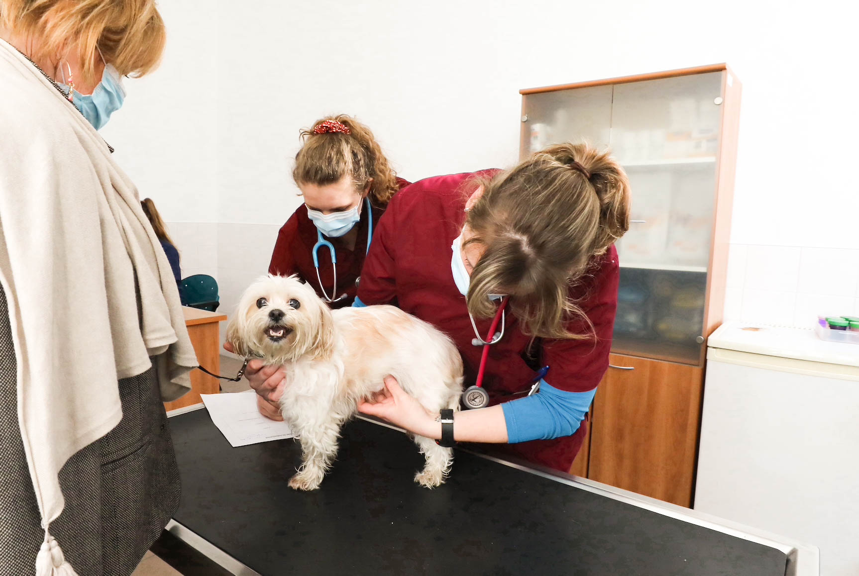 Les compagnons à 4 pattes des personnes précaires désormais soignés à la caserne Saint-Laurent