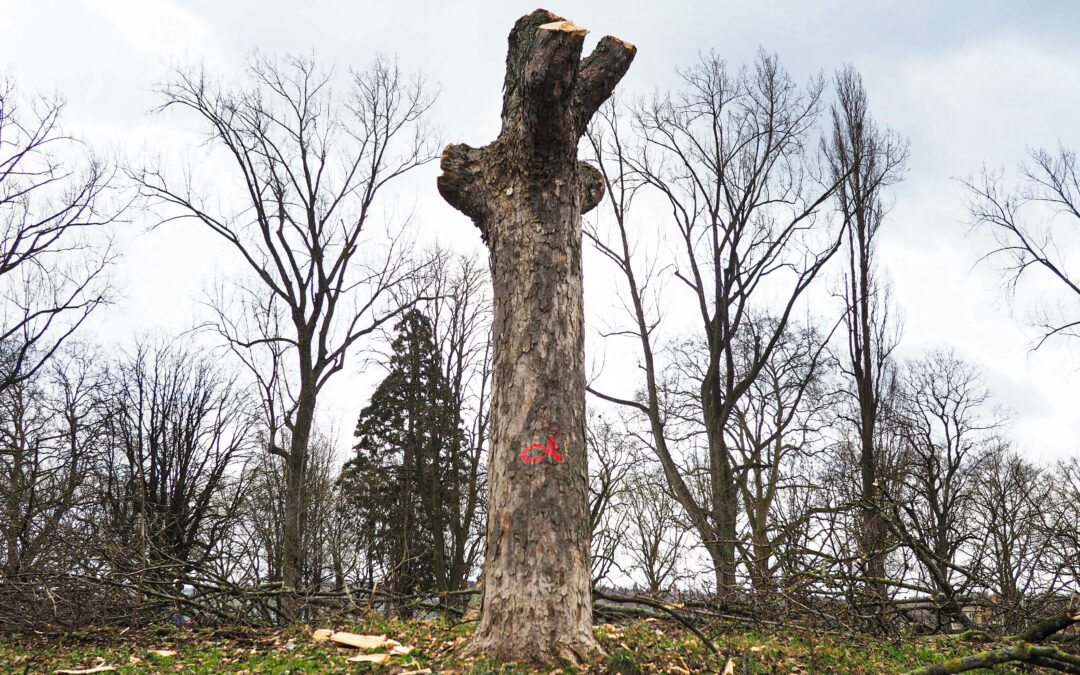 Abattre un arbre ou arracher une haie: il faudra désormais une autorisation communale