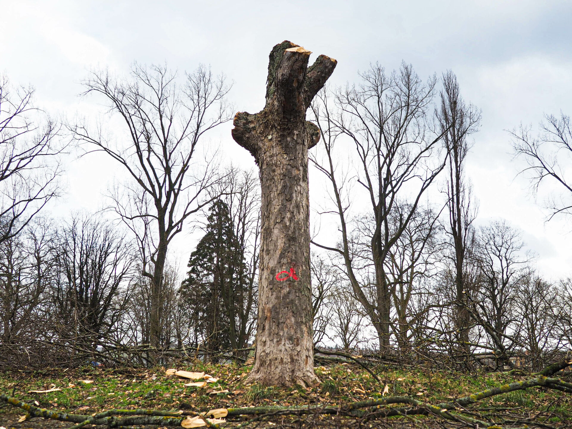 Abattre un arbre ou arracher une haie: il faudra désormais une autorisation communale