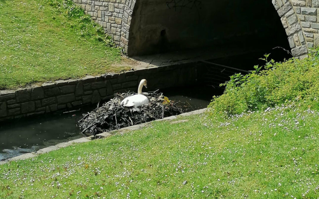 Le nid des cygnes au parc de la Boverie déplacé