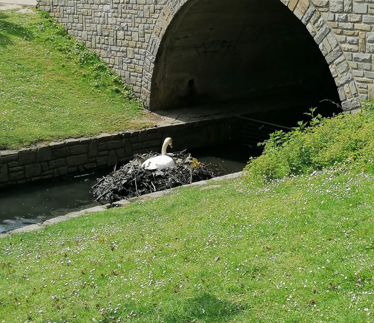 Le nid des cygnes au parc de la Boverie déplacé