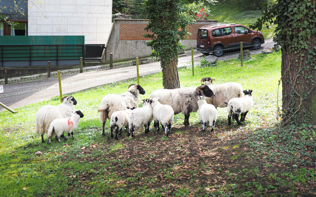 Le moutons sont de retour près du parc de Cointe