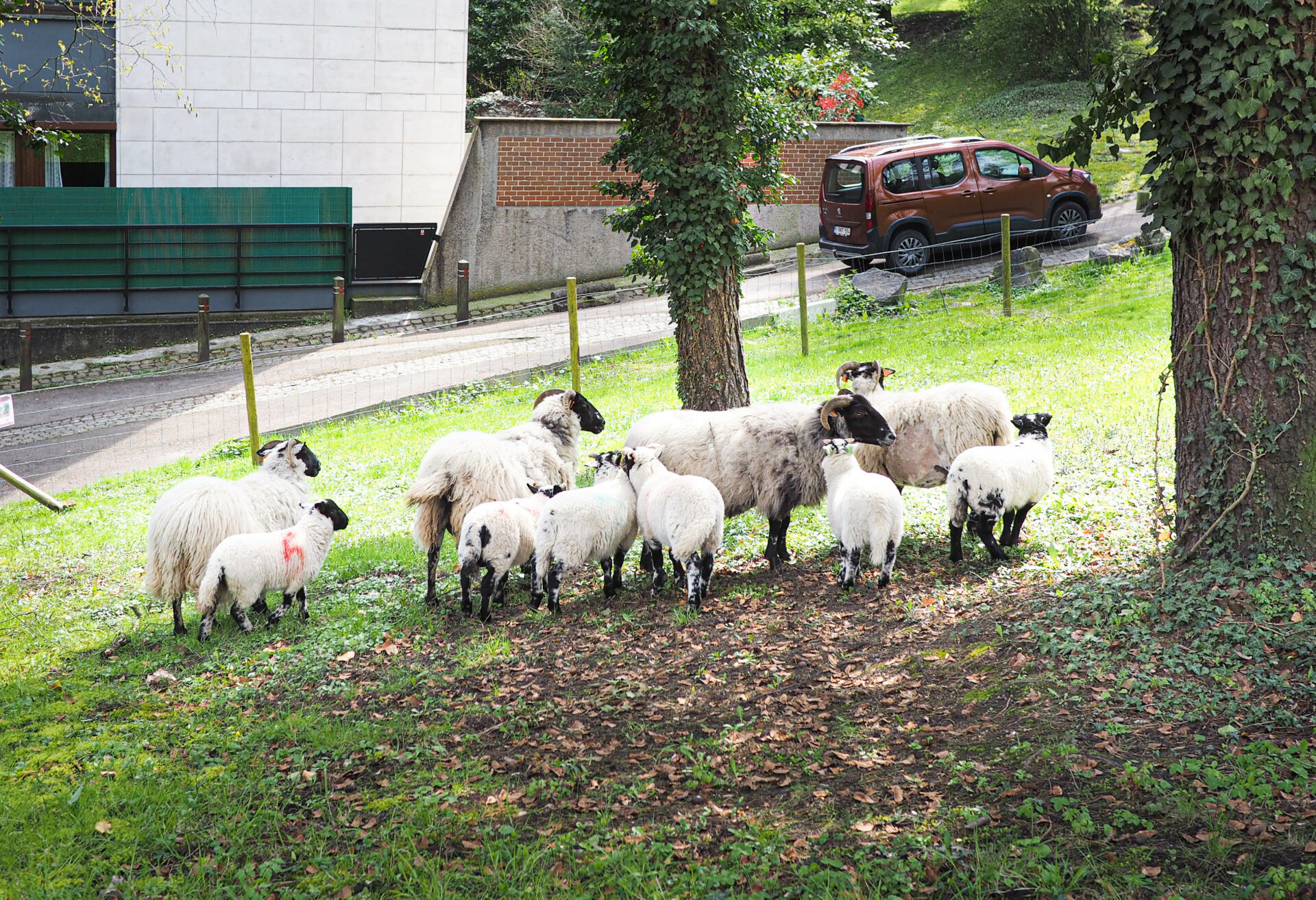 Le moutons sont de retour près du parc de Cointe