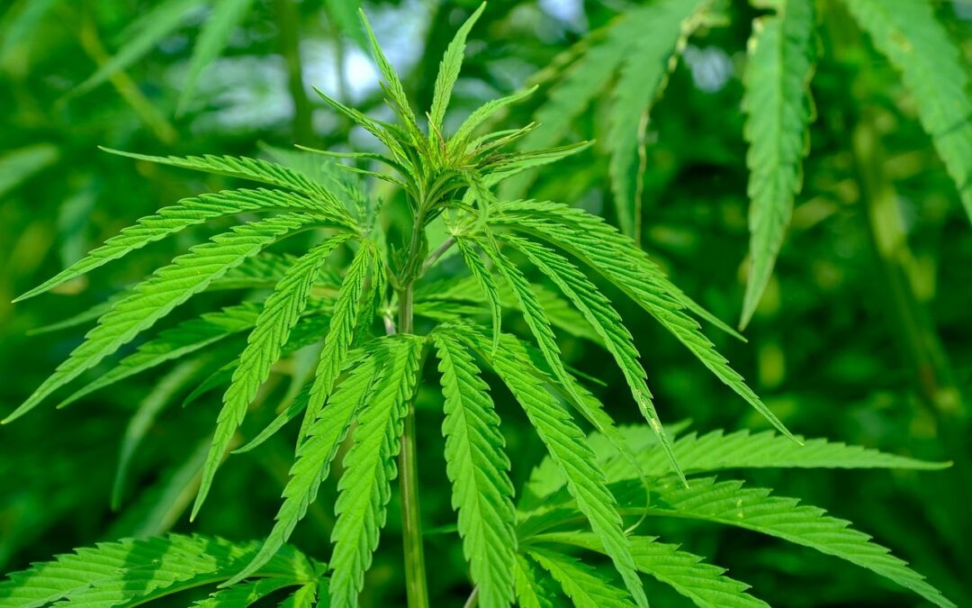 900 plants de cannabis dans le quartier du Longdoz