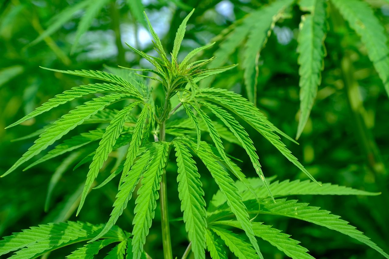 900 plants de cannabis dans le quartier du Longdoz