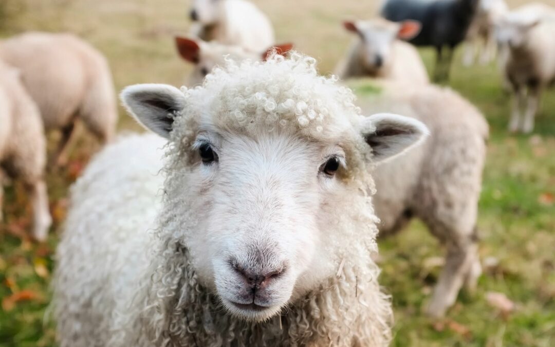 7 hectares d’écopâturage avec des moutons sur le site du Trilogiport