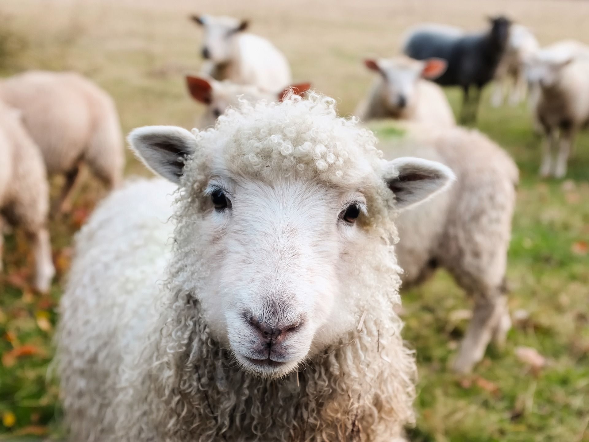 7 hectares d’écopâturage avec des moutons sur le site du Trilogiport
