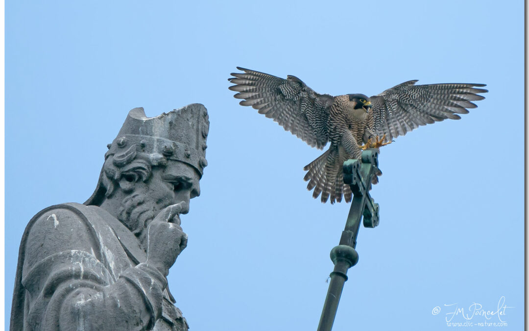 Des faucons pèlerins nichent à nouveau sur la basilique Saint-Martin