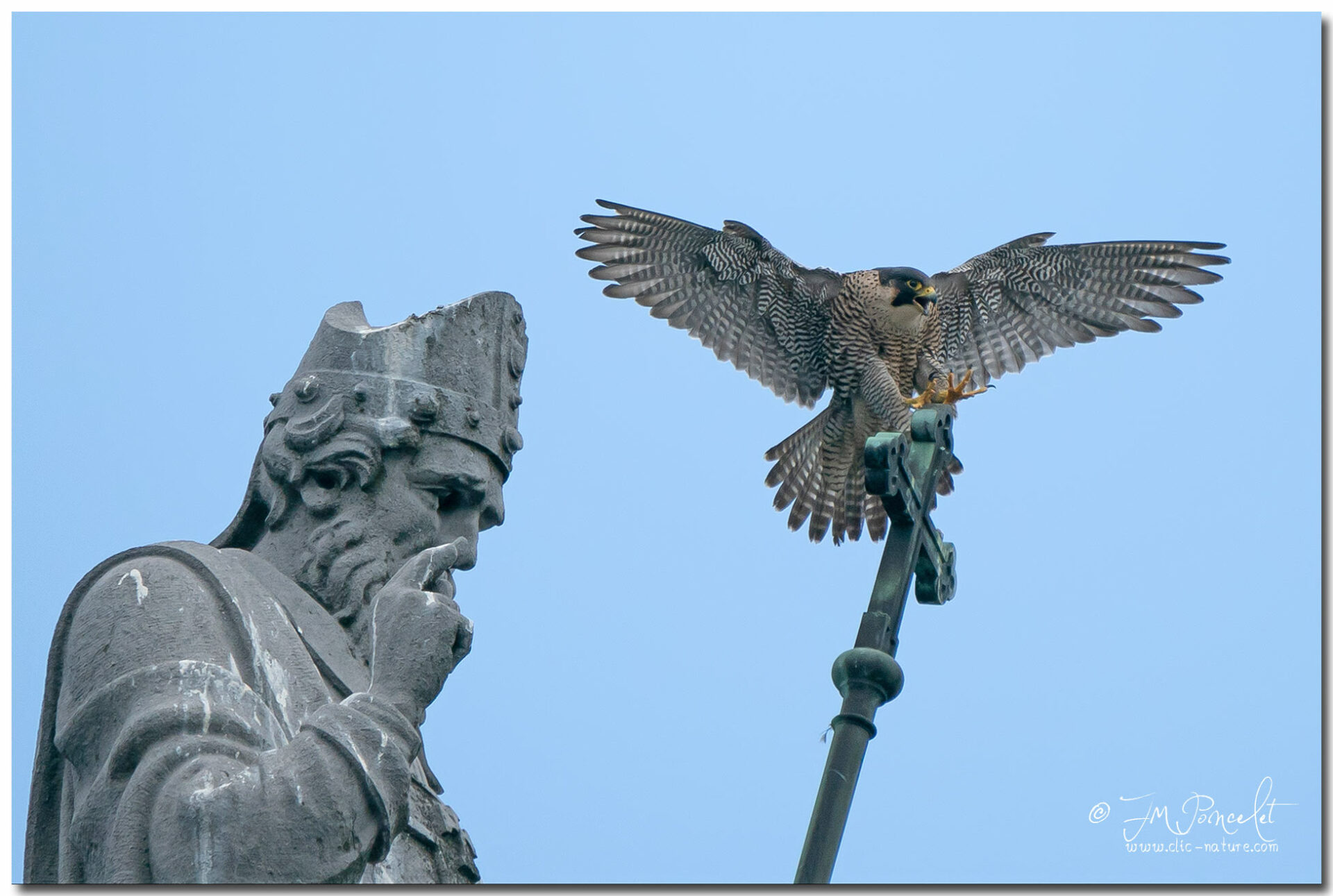 Des faucons pèlerins nichent à nouveau sur la basilique Saint-Martin