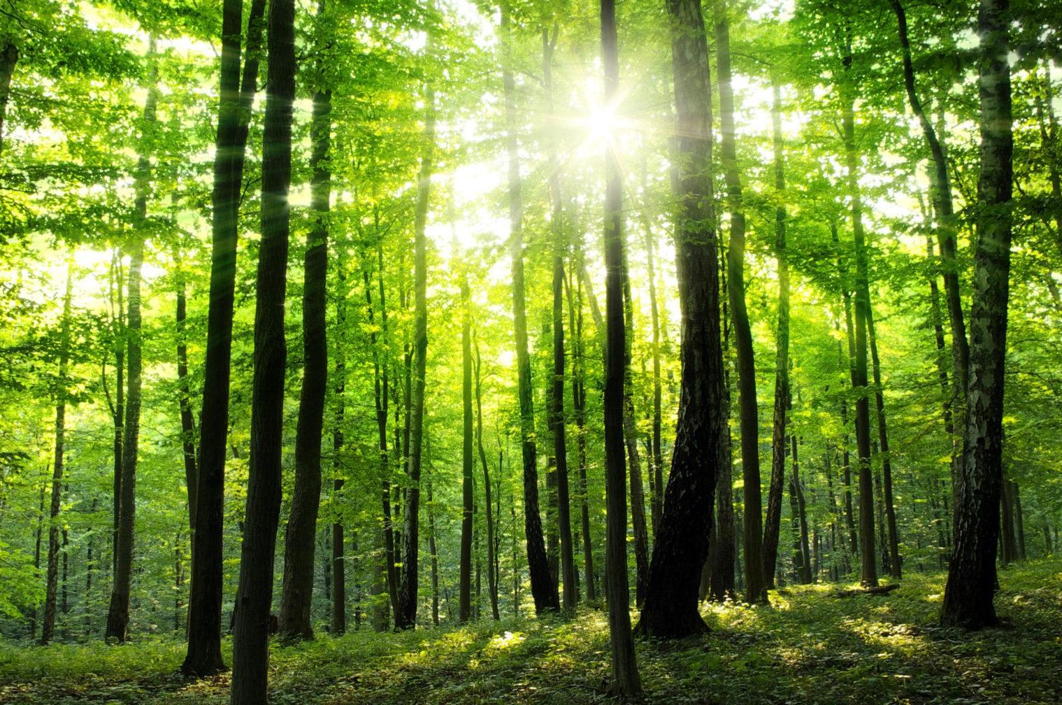 Seraing: une réserve naturelle dans le Bois de la Vecquée