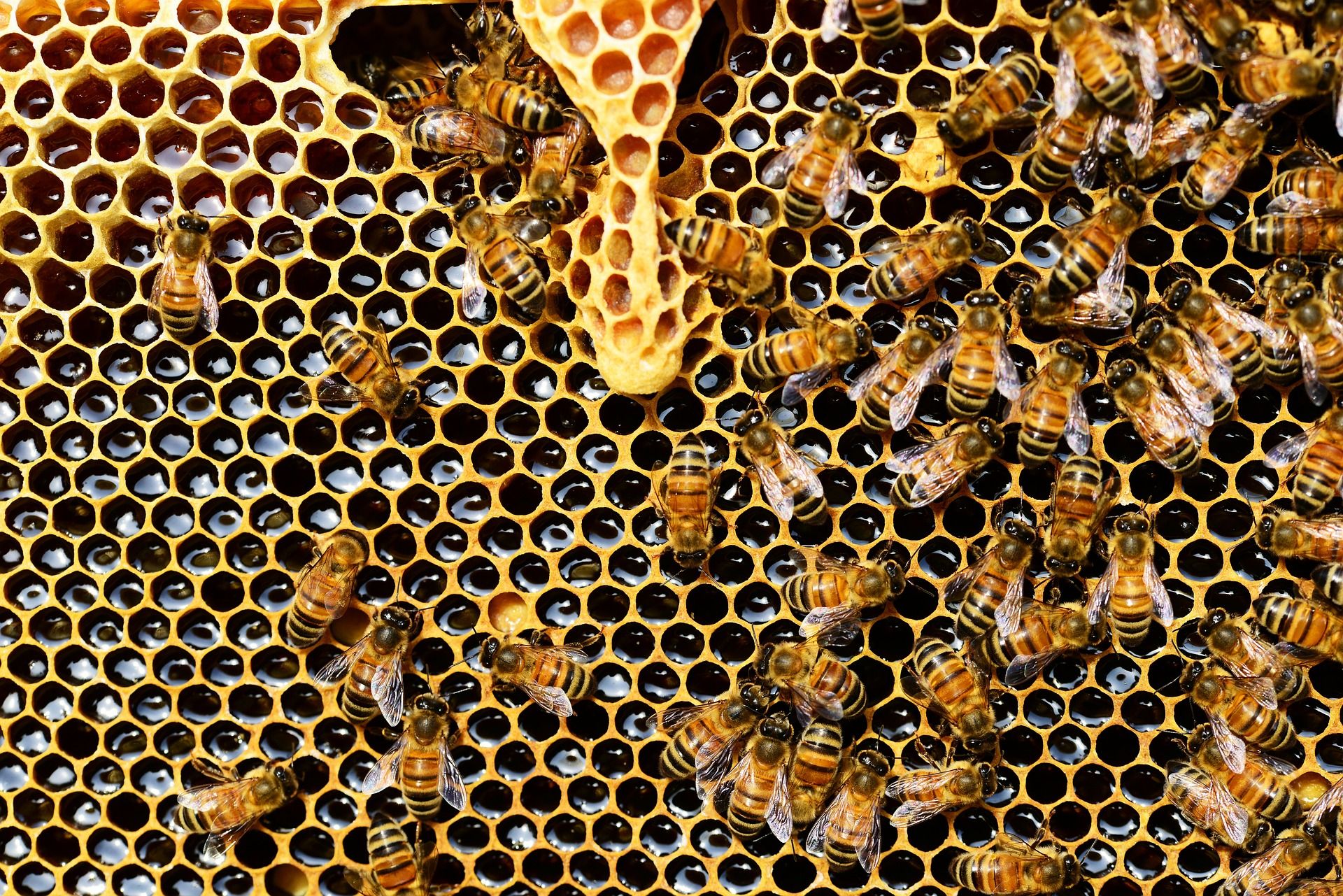 La Médiacité organise des ateliers sur les abeilles et fait gagner des pots de miel issus des ruches installées sur ses toits