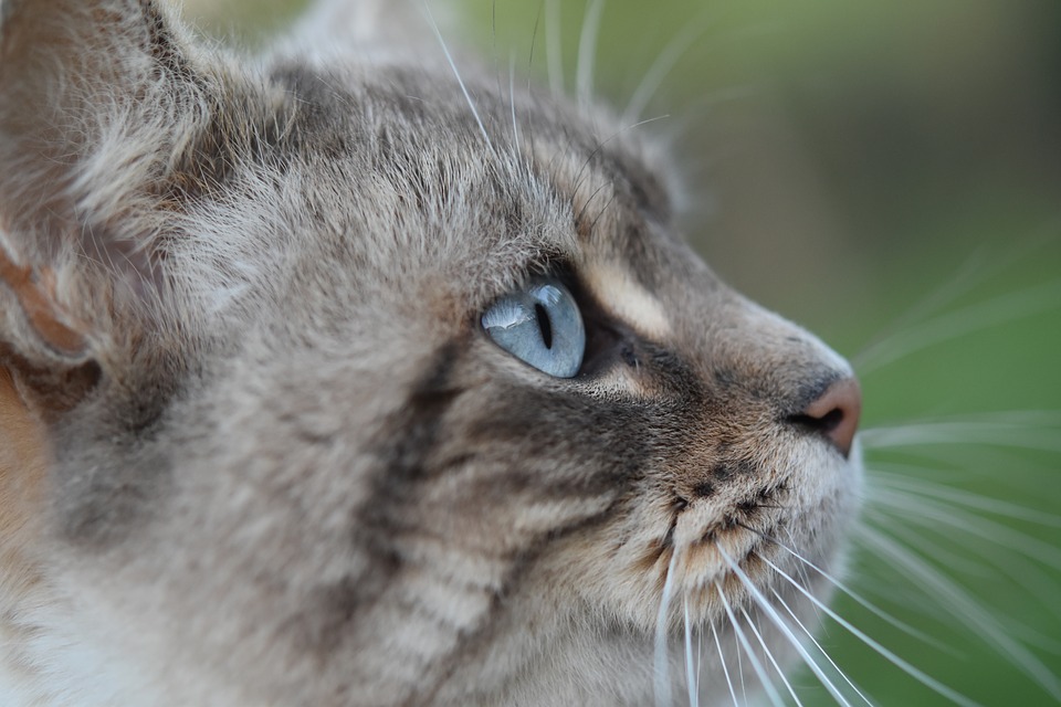 La SRPA recueille actuellement un nombre élevé de chats abandonnés