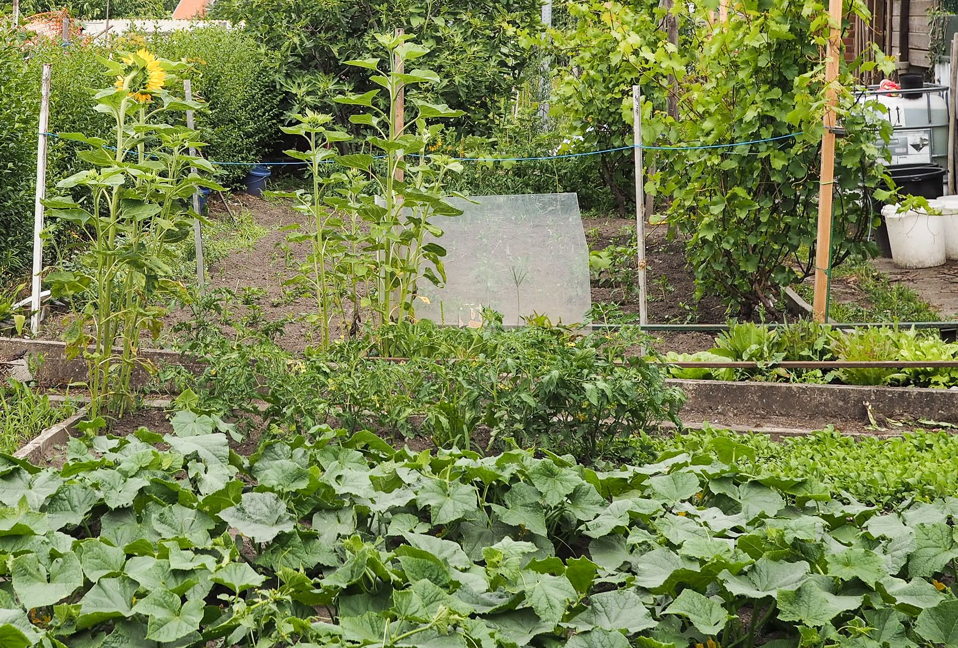 Expulsion des jardiniers du Thier-à-liège: la Ville suspend sa décision jusqu’à vendredi prochain