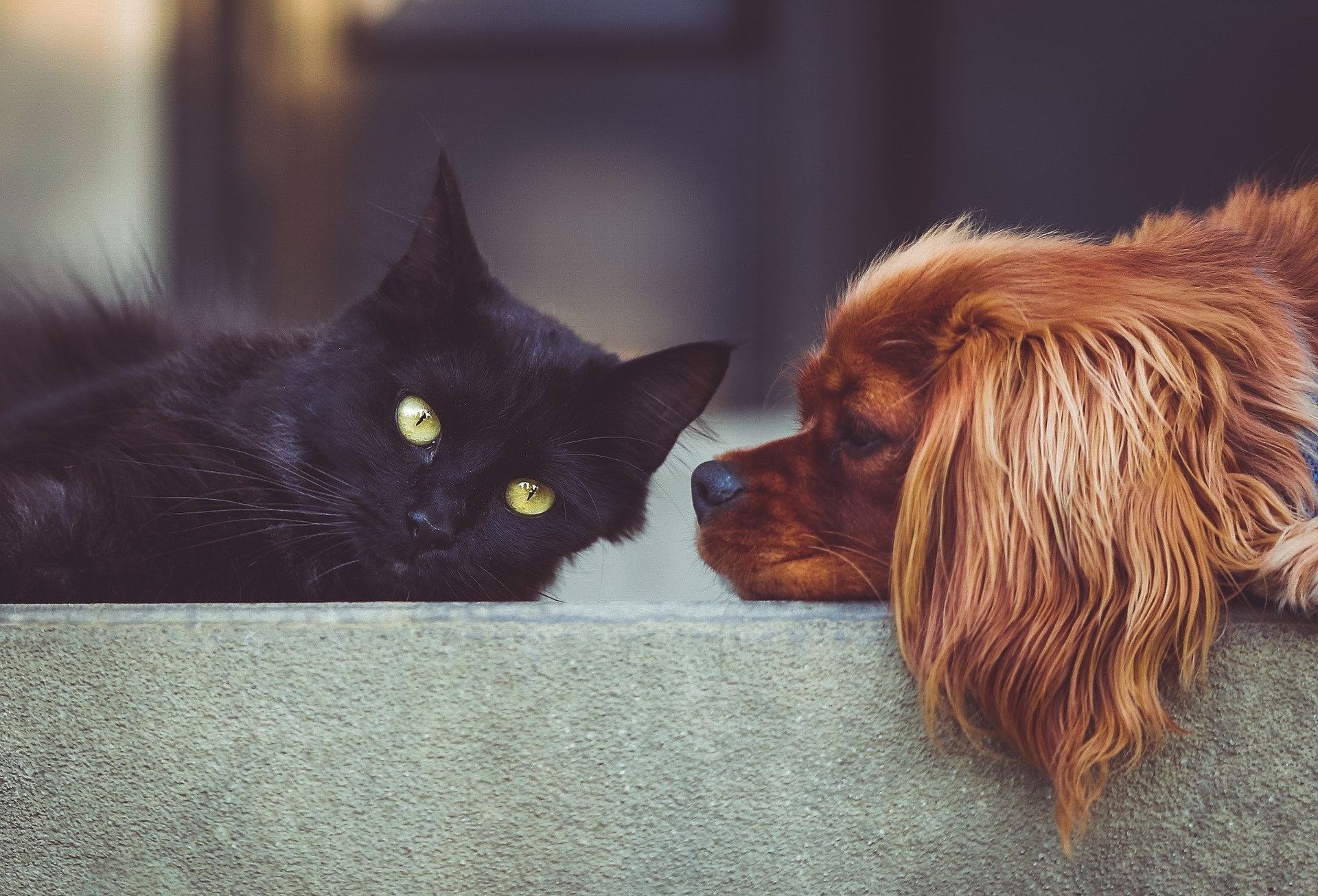La Ville organise une collecte de nourriture et de jouets pour les animaux le 4 octobre