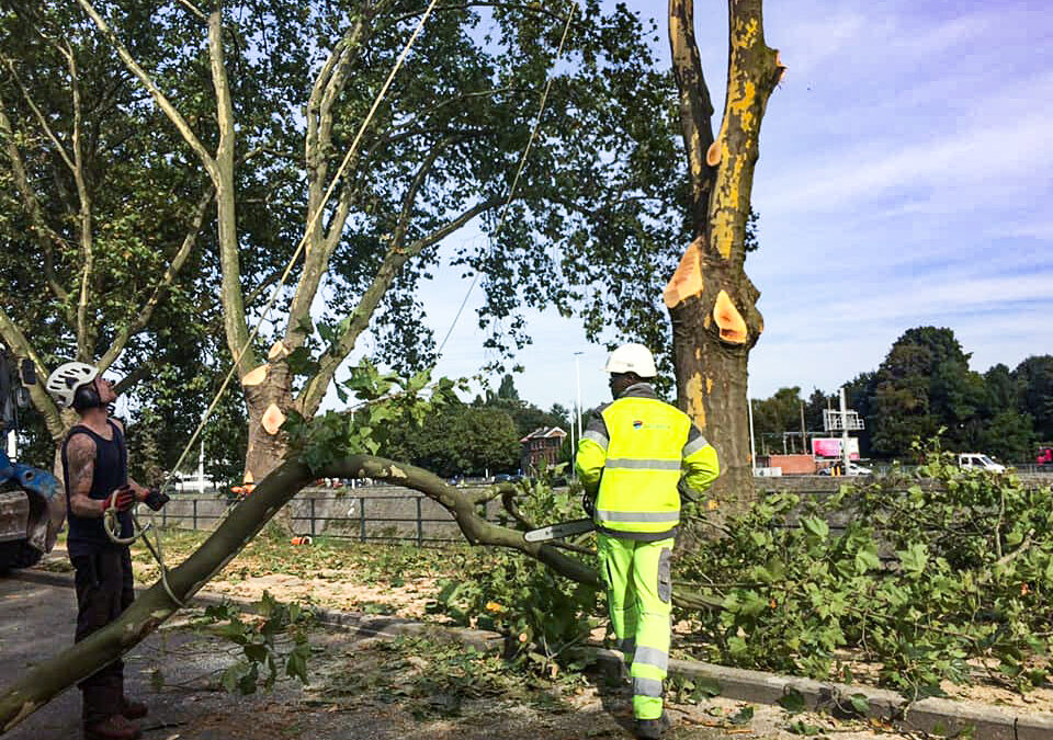 Une vingtaine de platanes centenaires abattus sur les quais des Ardennes et des Vennes