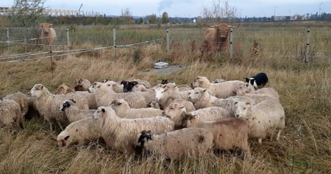 Des vaches et des moutons en éco-pâturage pour assurer la biodiversité au Trilogiport