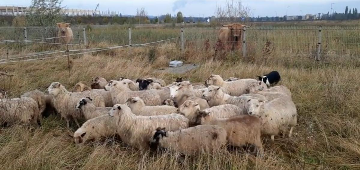 Des vaches et des moutons en éco-pâturage pour assurer la biodiversité au Trilogiport
