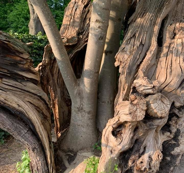 La Ville souhaite classer cet arbre remarquable comme monument