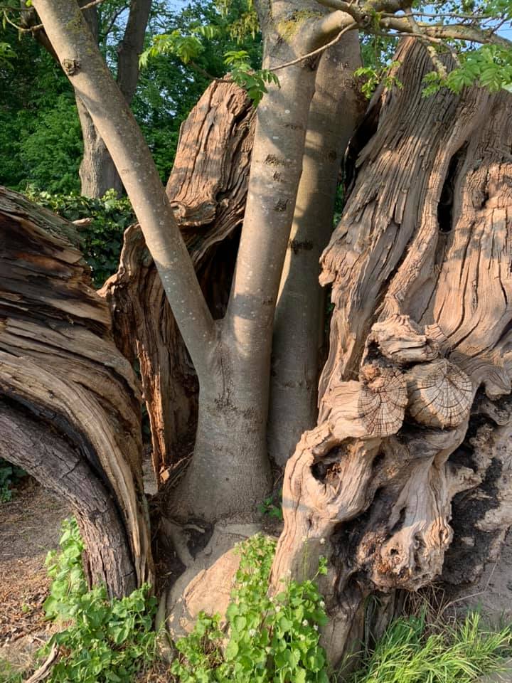 La Ville souhaite classer cet arbre remarquable comme monument
