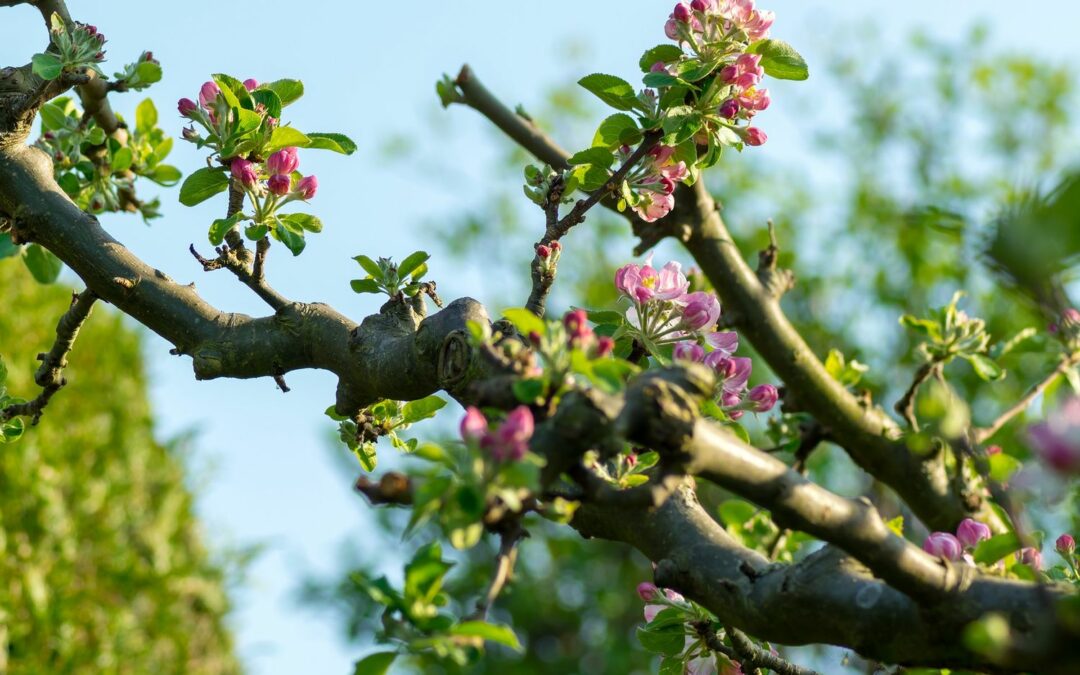 Semaine de l’arbre à Liège: 3.500 arbres seront distribués gratuitement