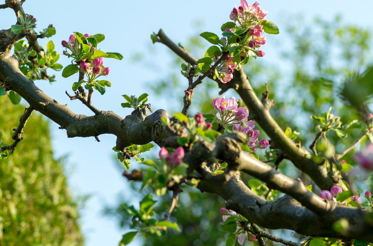Semaine de l’arbre à Liège: 3.500 arbres seront distribués gratuitement