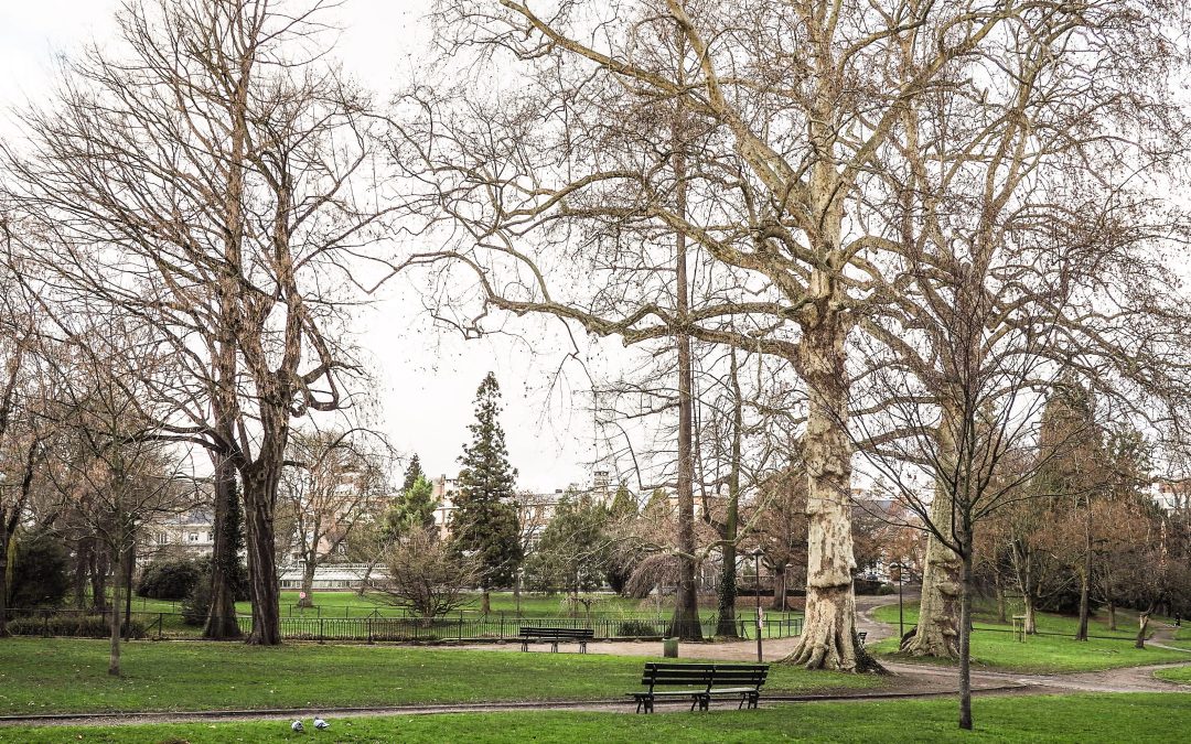 La Ville promet à nouveau de planter 24.000 arbres dans le cadre de son Plan Canopée