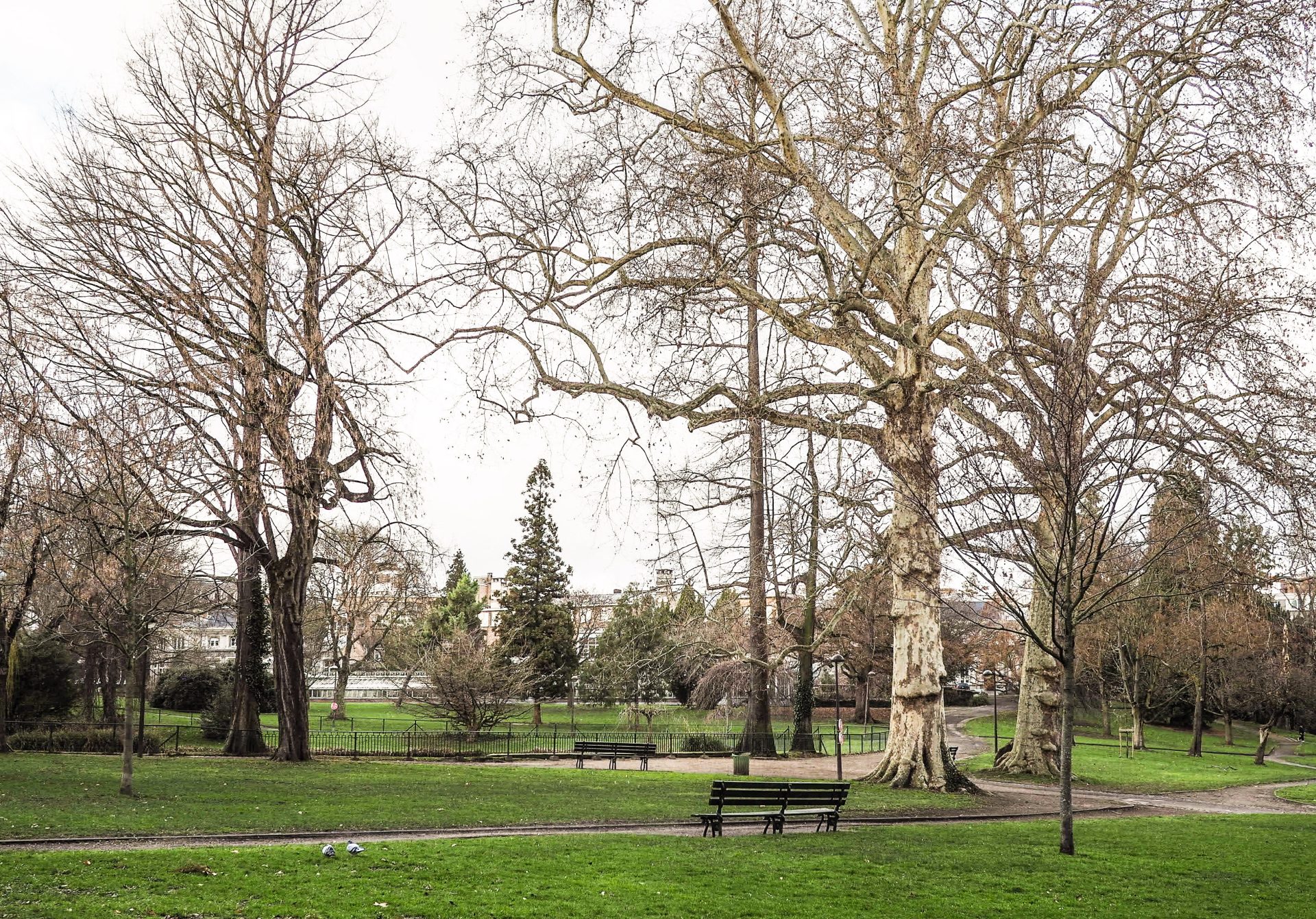 La Ville promet à nouveau de planter 24.000 arbres dans le cadre de son Plan Canopée