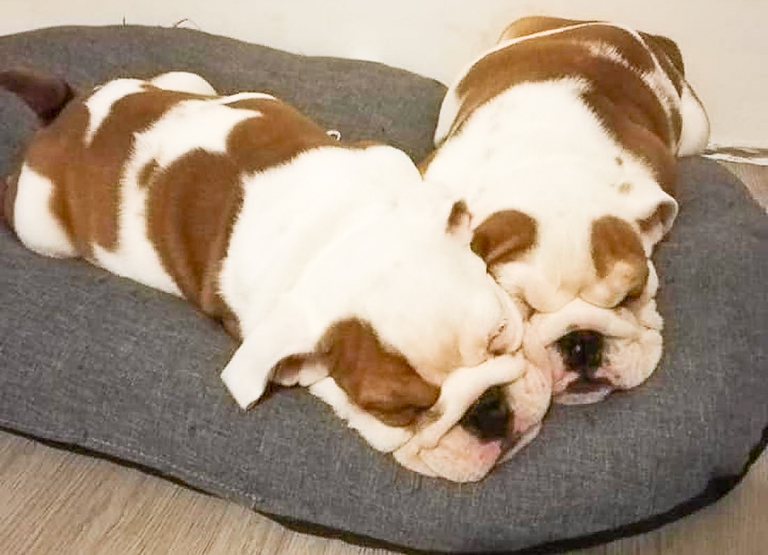 La justice enquête sur le vendeur de chiens et chats de la Goffe après une pétition: soupçons de faux