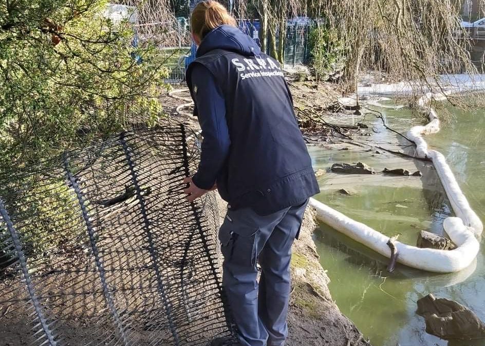 La SRPA sauve des animaux d’un étang mazouté aux Bruyères