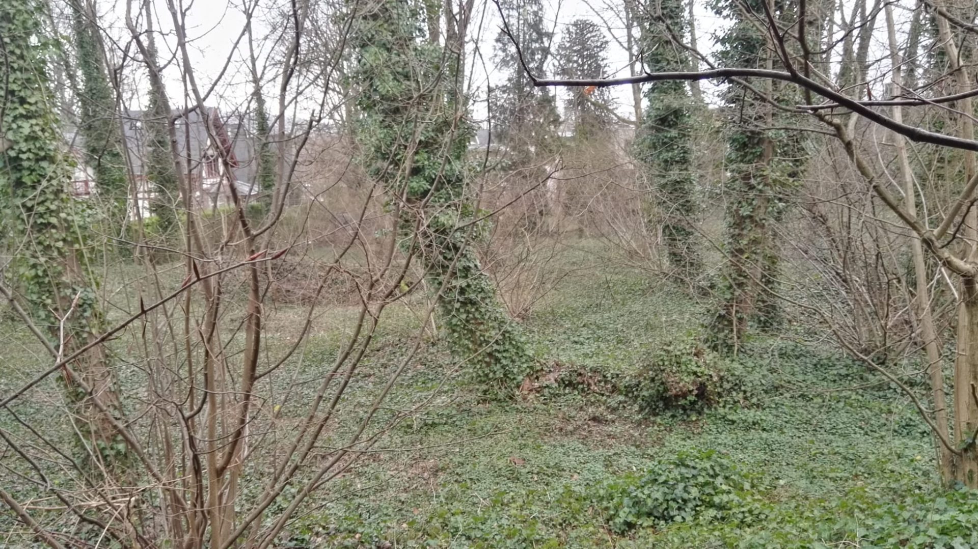 Nouveau projet immobilier au Bois l’Évêque: les riverains refusent qu’on abatte un quart des arbres